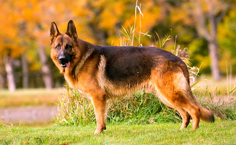 Bayerischer Schäferhund