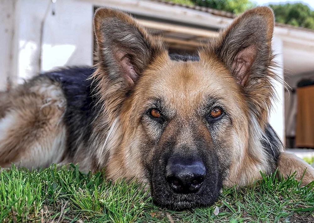 Bayerischer Schäferhund