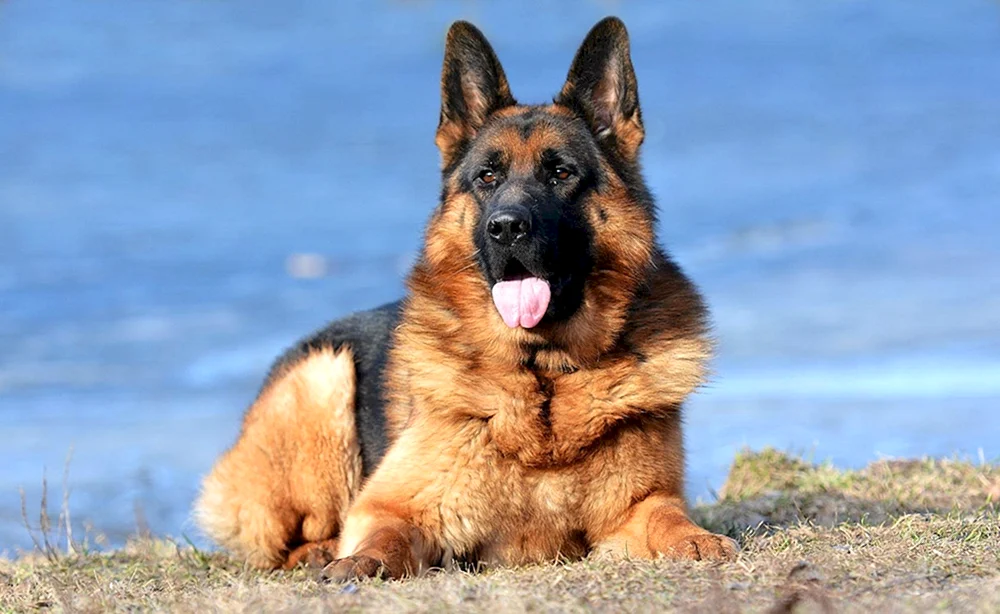 Corgi-Schäferhund