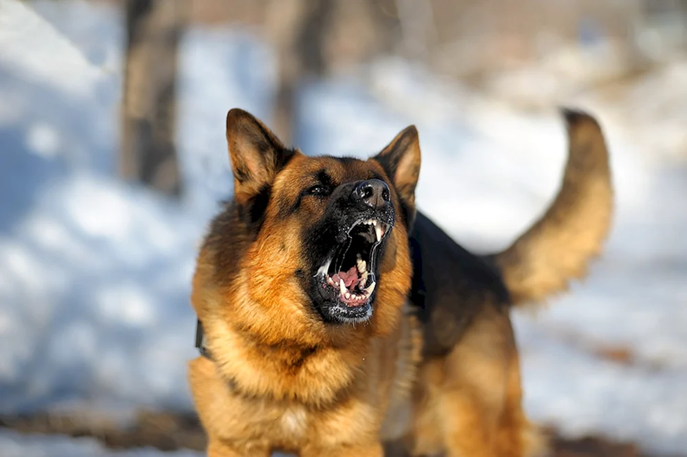 Bayerischer Schäferhund Bellen