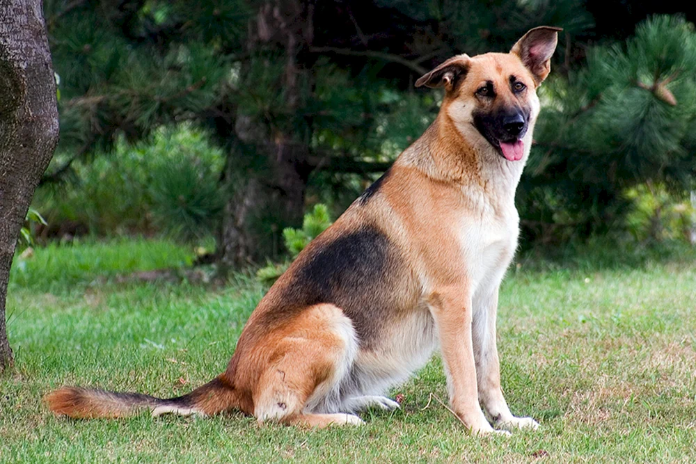 Bayerischer Schäferhund
