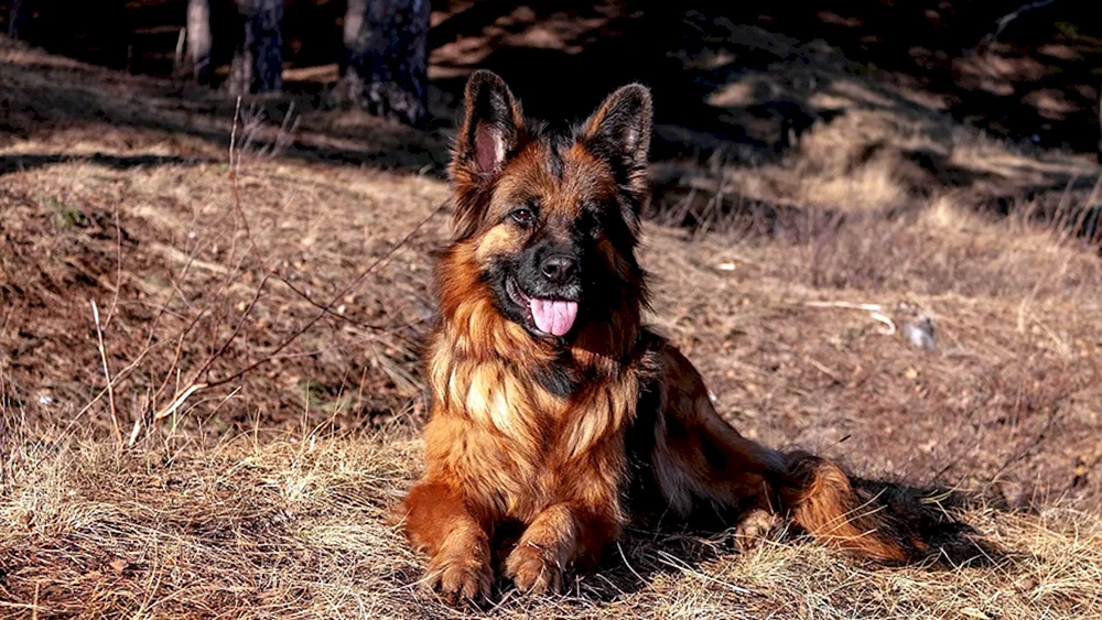 Osteuropäischer Schäferhund Tschistokrowka. Europäischer Schäferhund schwarz langhaarig