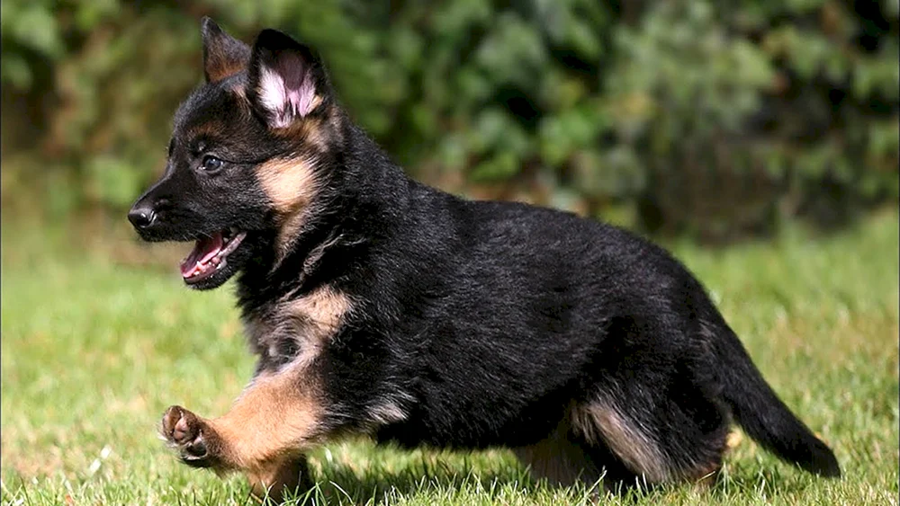 Bayerischer Schäferhund