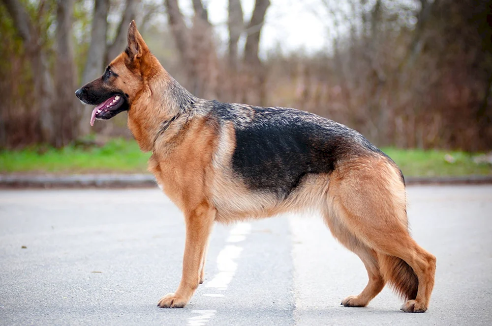 Bayerischer Schäferhund