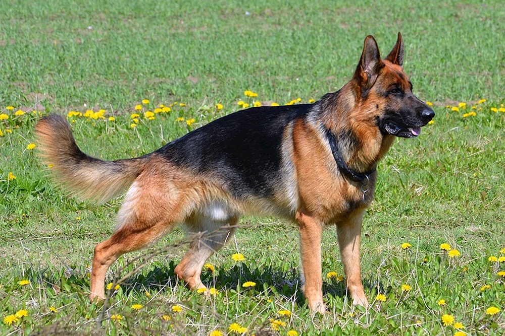 Bayerischer Schäferhund