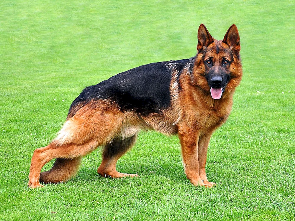 Deutscher Schäferhund