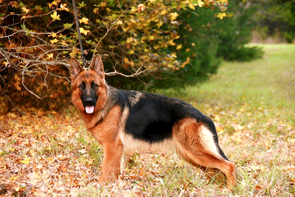 Deutscher Schäferhund