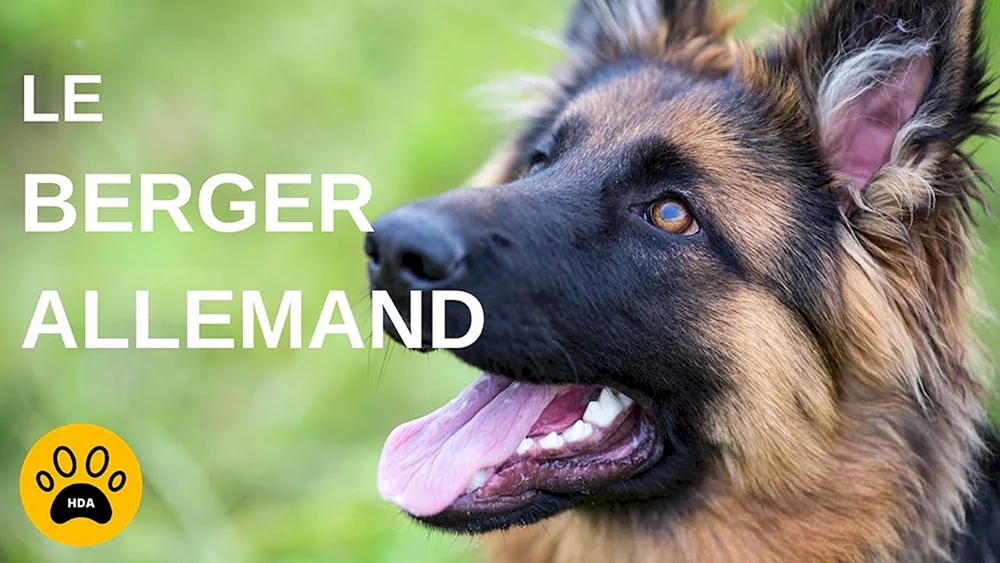 Hunde Deutscher Schäferhund