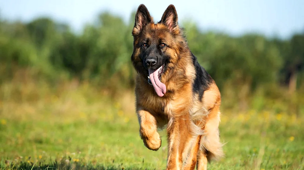 Hunde Deutscher Schäferhund