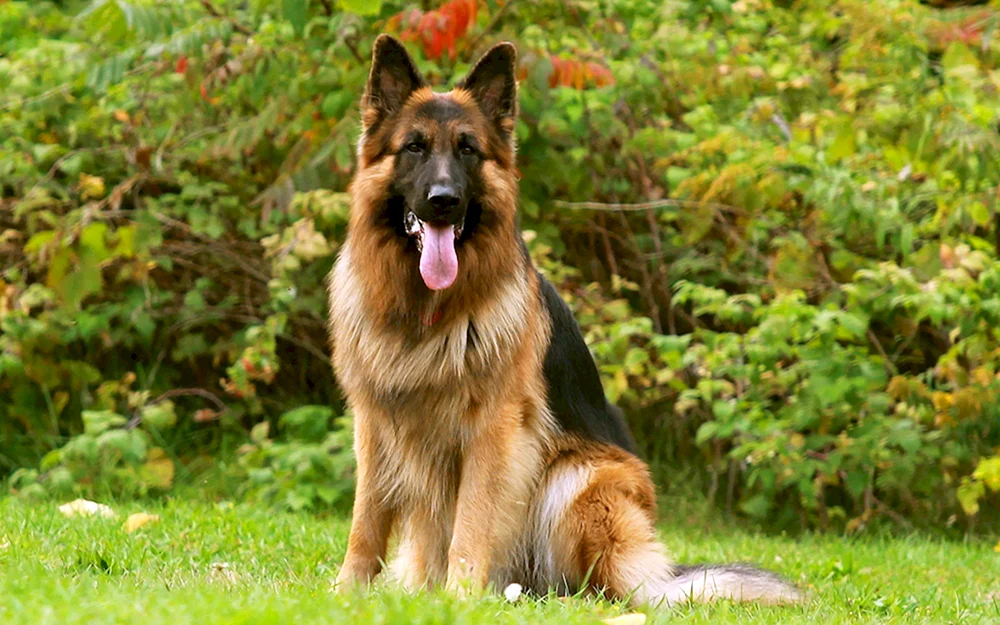Bayerischer Schäferhund
