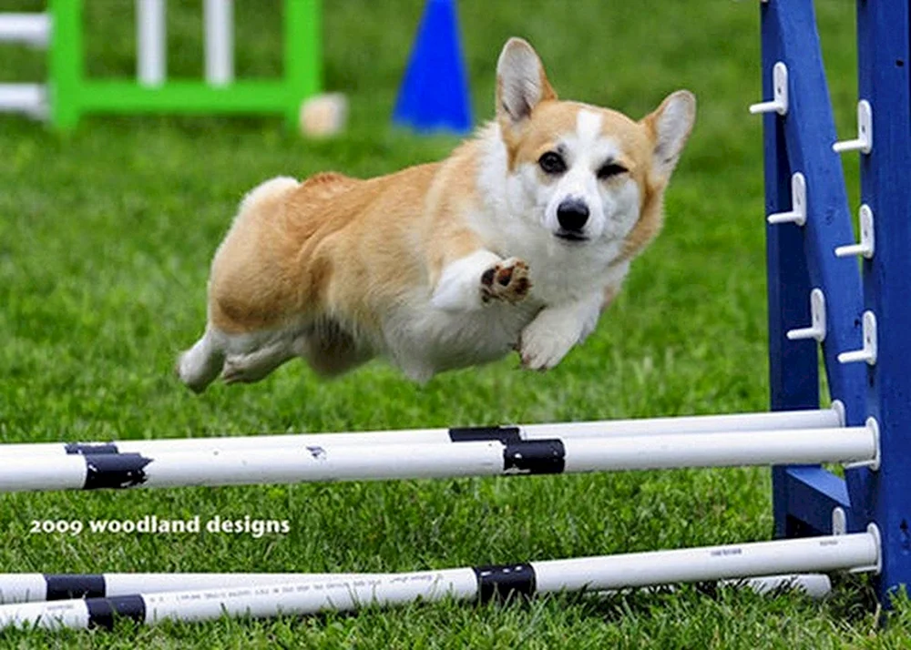 Welsh Corgi