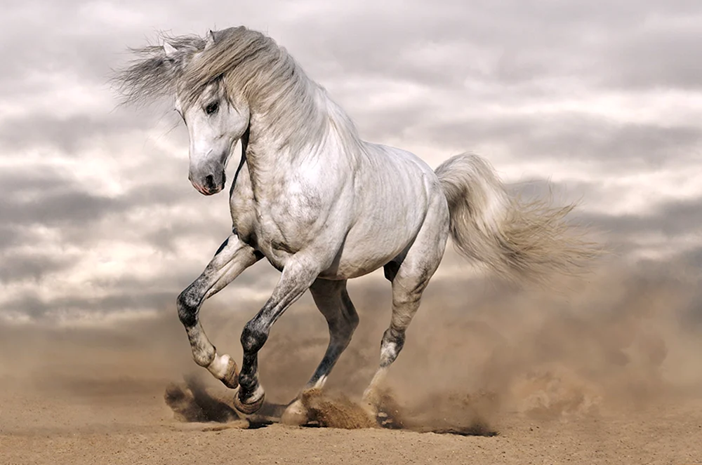 Pferd rennend