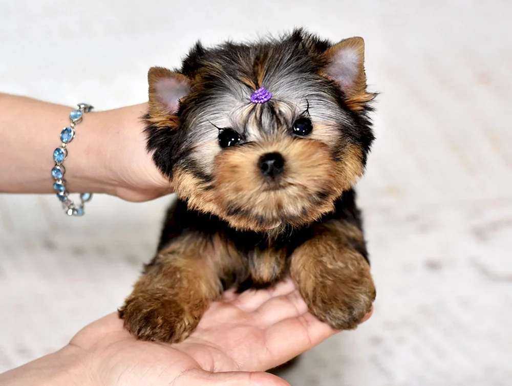 Yorkshire Terrier Welpen