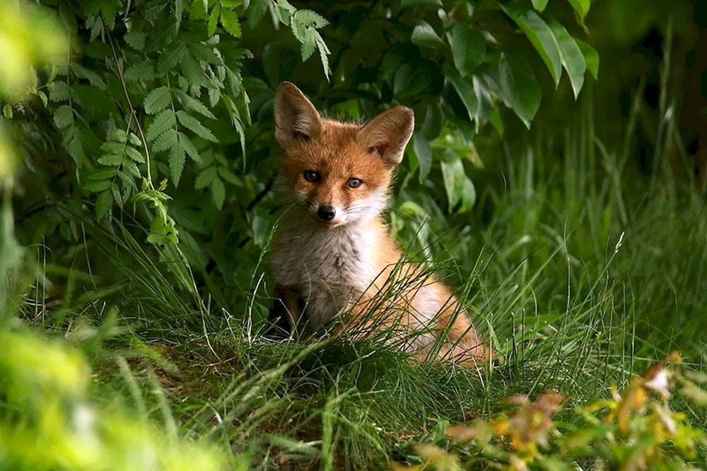 Luchs im Laubwald