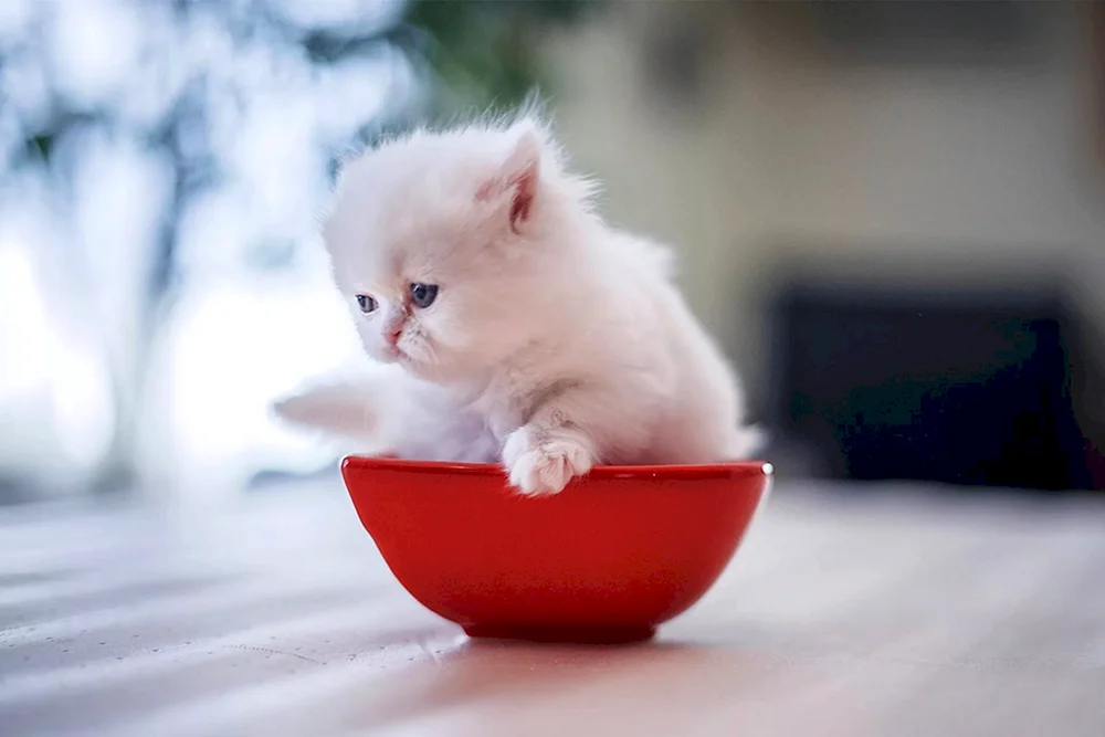 Baby Kätzchen