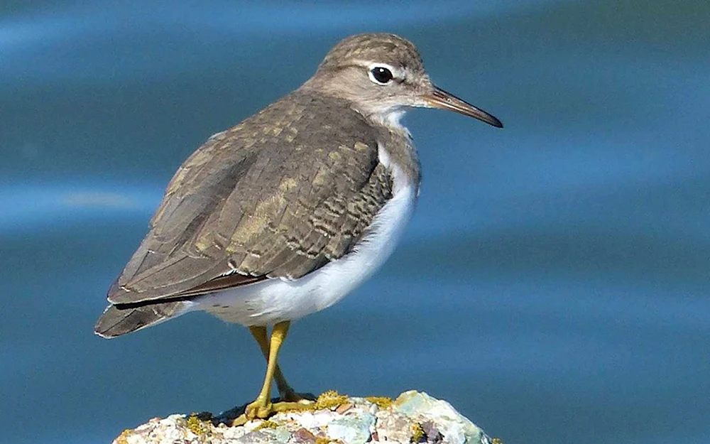 Pelikanischer Wasservogel