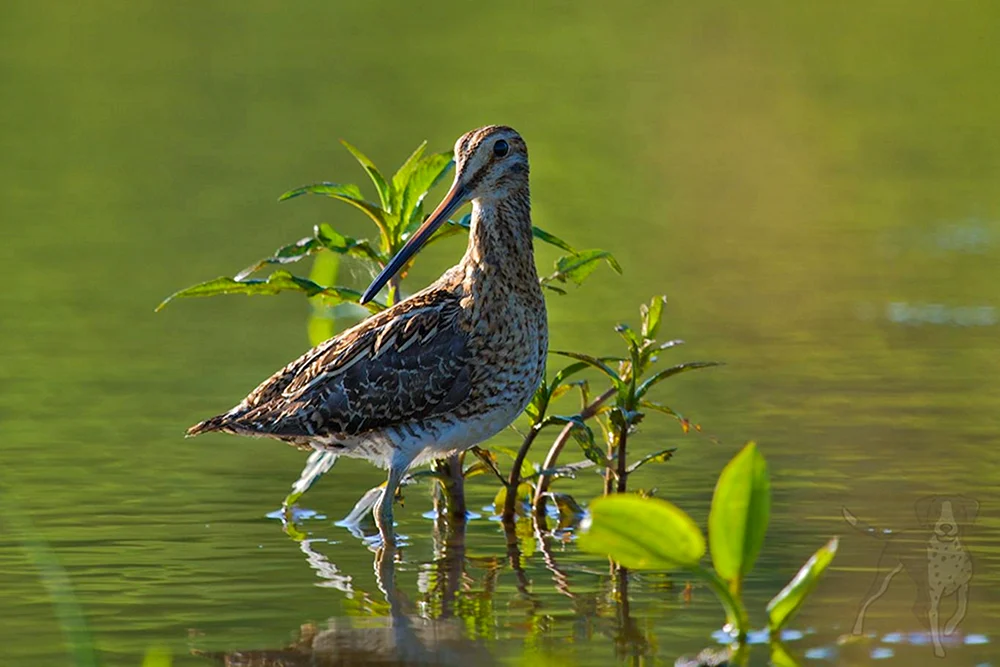 Bekas's Vogel