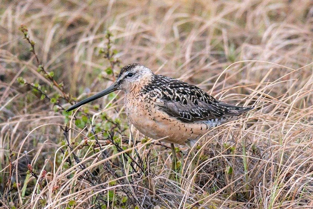Tundra Schneehuhn