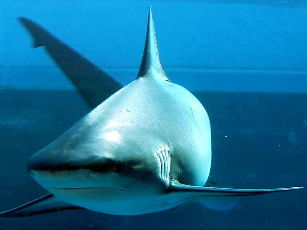 Etmopterus perryi Hai
