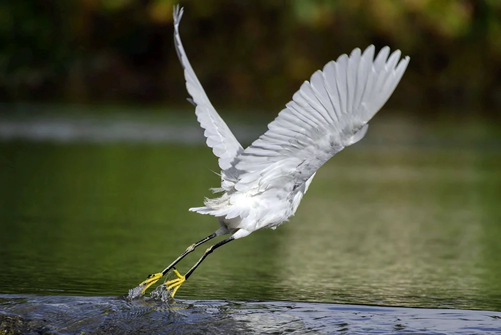 Vögel im Flug