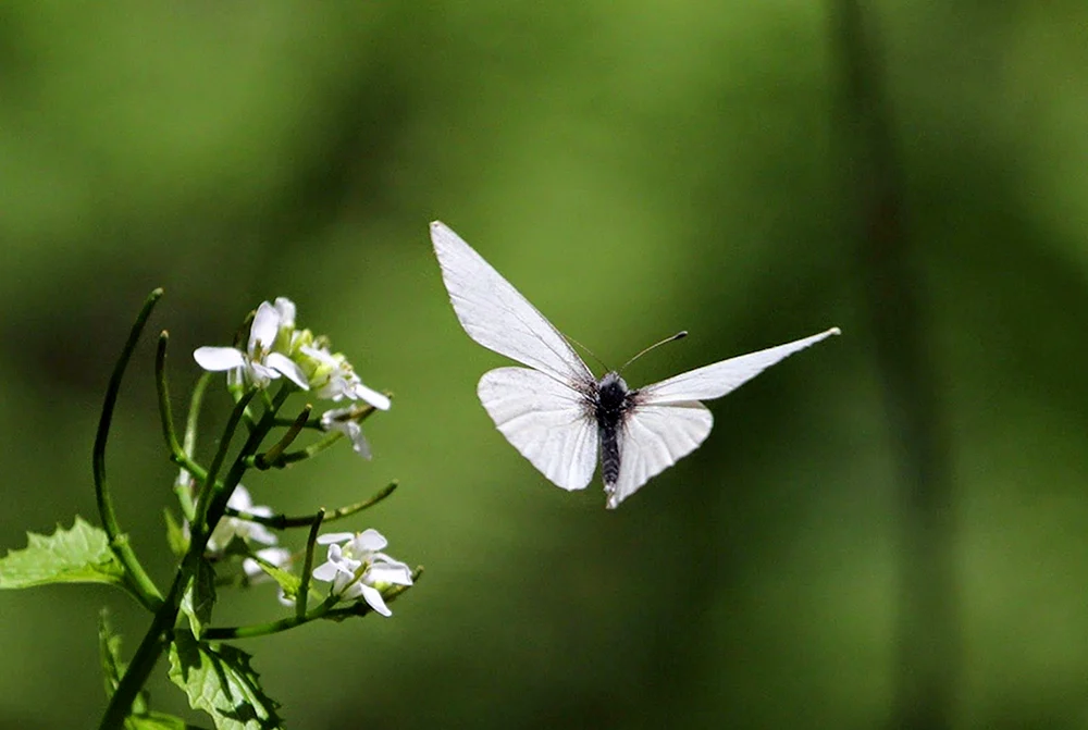 Schmetterlinge fliegen