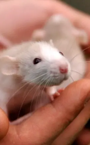 Weiße dekorative Dumbo Ratte