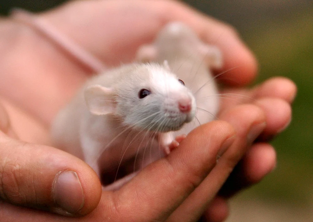 Weiße dekorative Dumbo Ratte