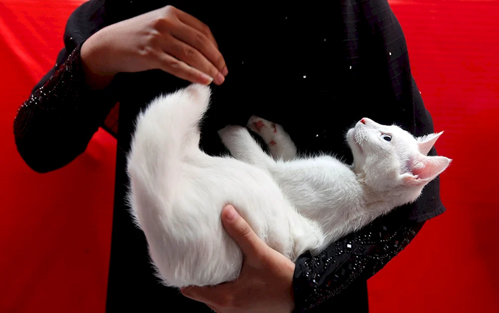 Weiße Katze im Arm