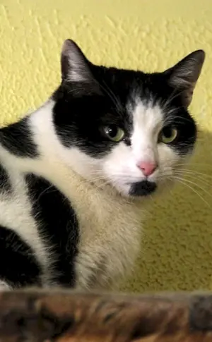 Weiße Katze mit schwarzen Flecken