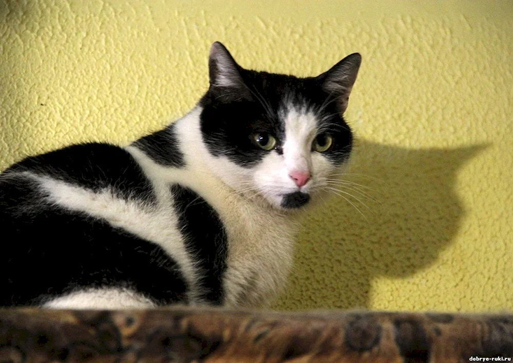 Weiße Katze mit schwarzen Flecken