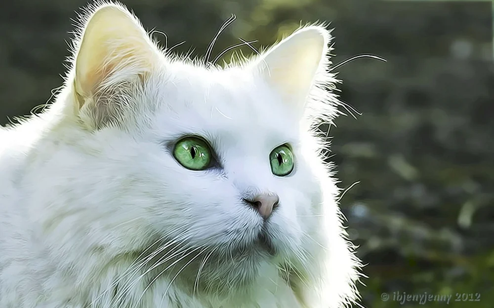 Weiße Katze mit grünen Augen