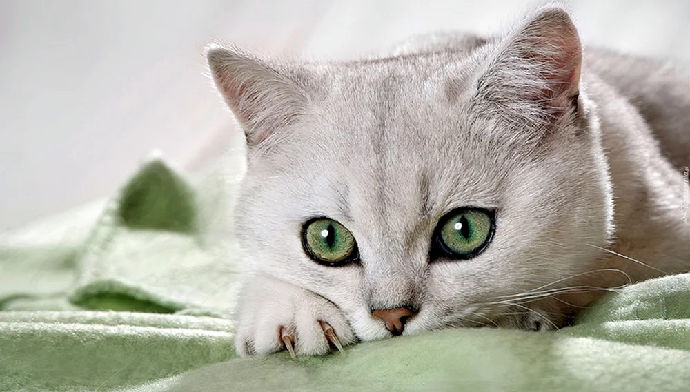 Weiße Katze mit grünen Augen grünäugig