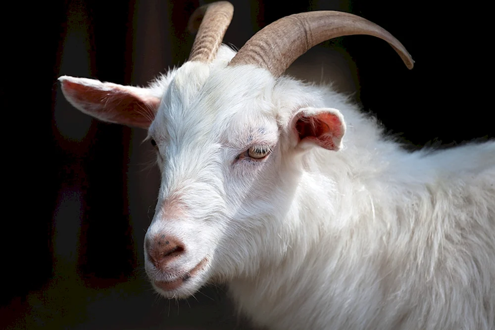 Weiße Ziege Alba