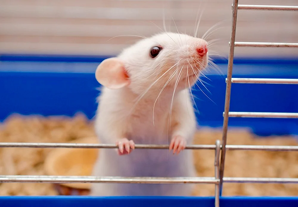 Weiße Ratte