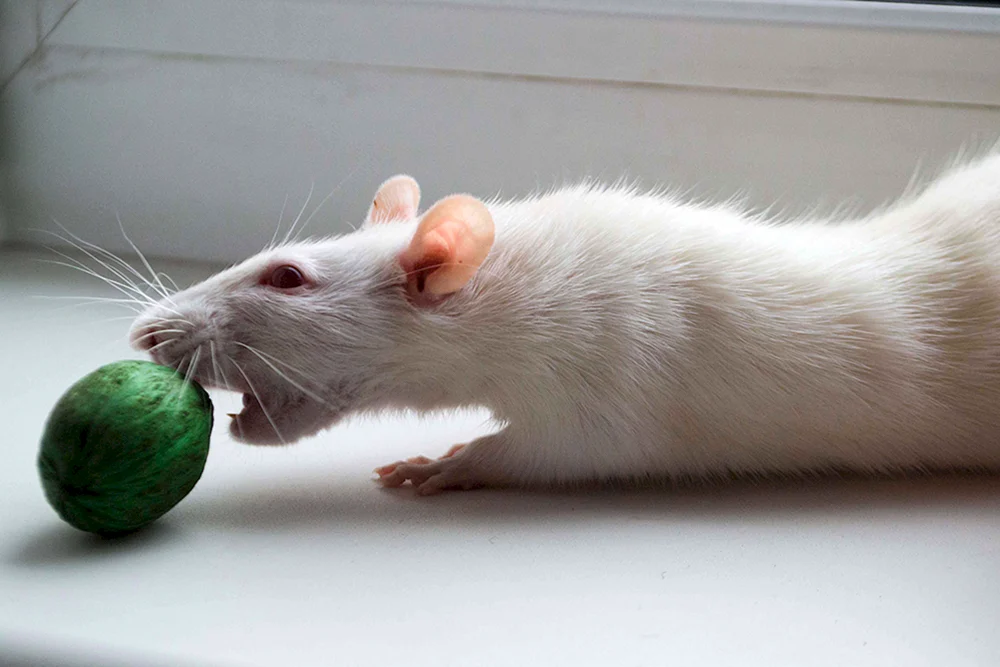 Weiße Ratte