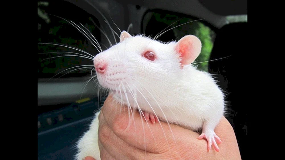 Weiße Albino Ratte