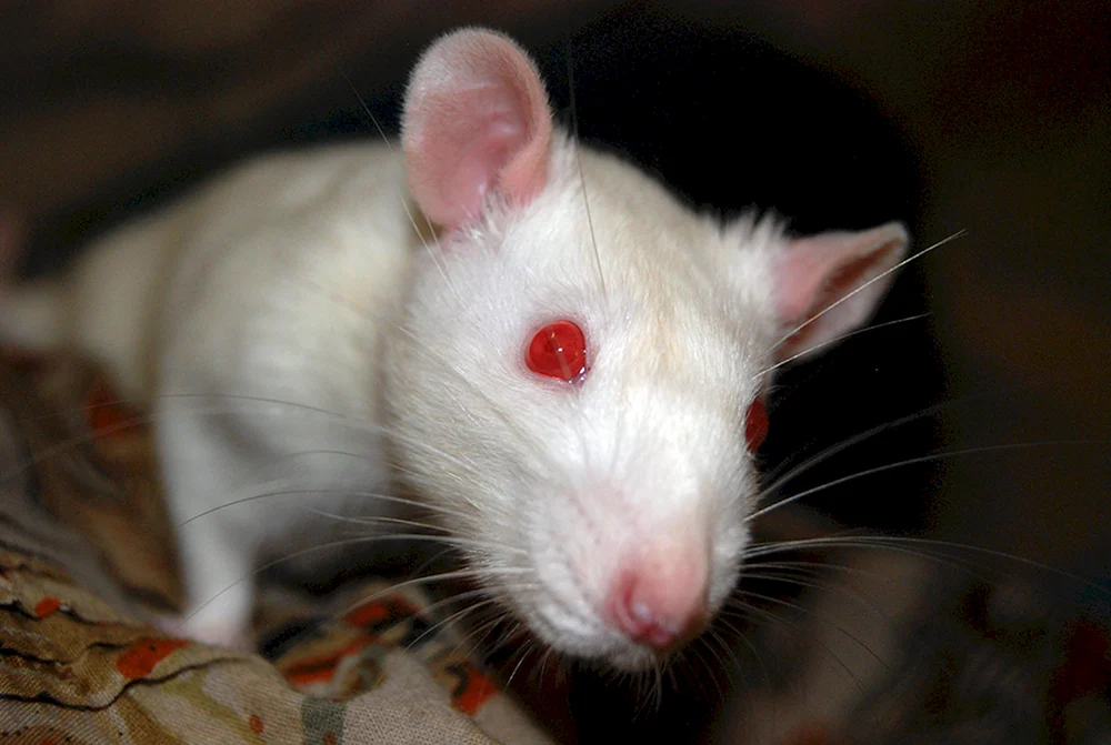 Weiße Albino Ratte