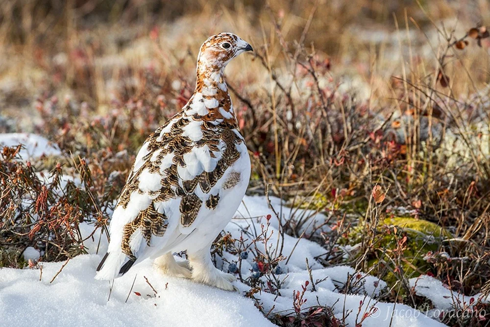 Polarkauz in der Tundra