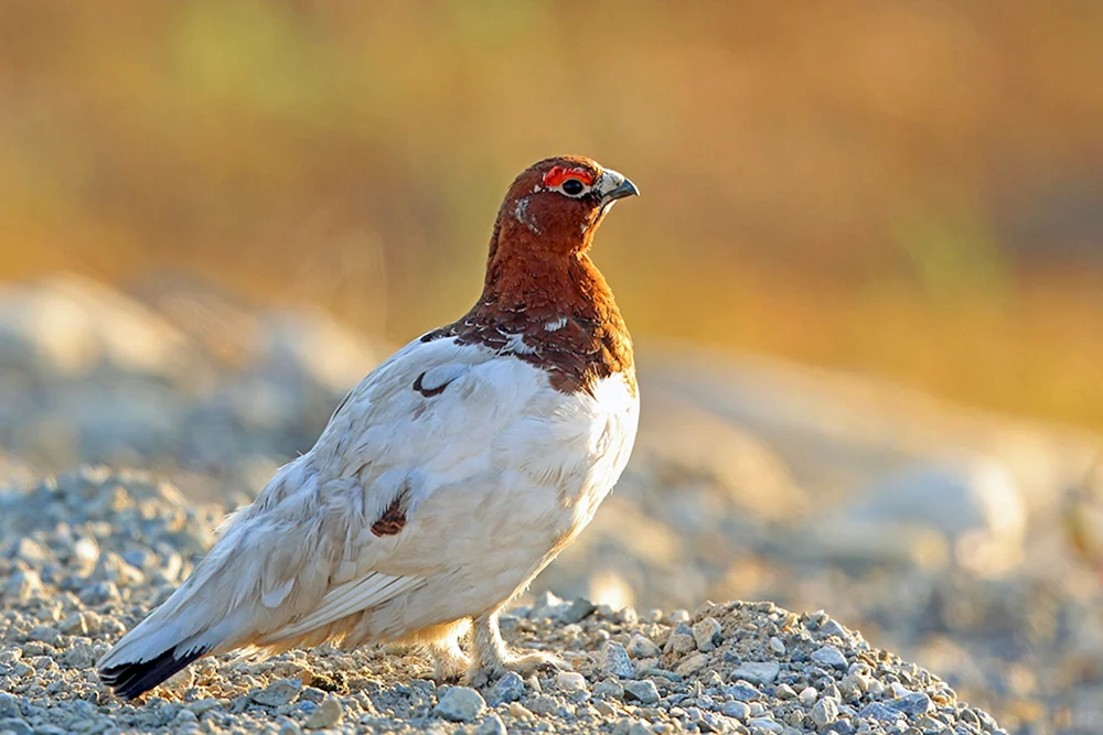 Tundra-Weißes Schneehuhn