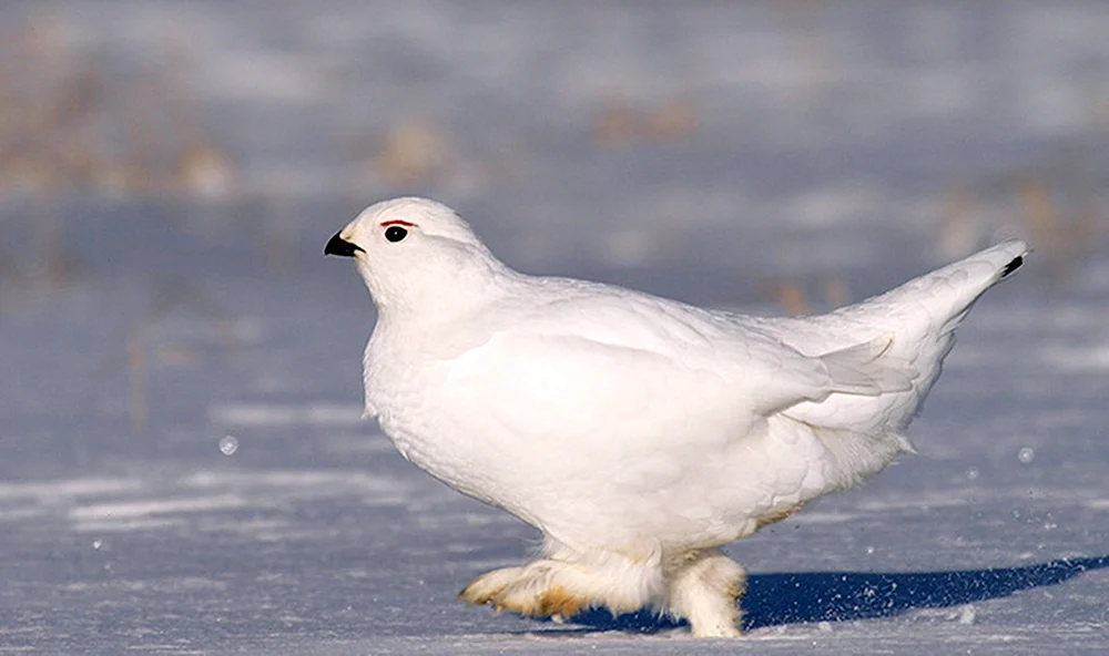 Tundra-Weißes Schneehuhn Alpenschneehuhn