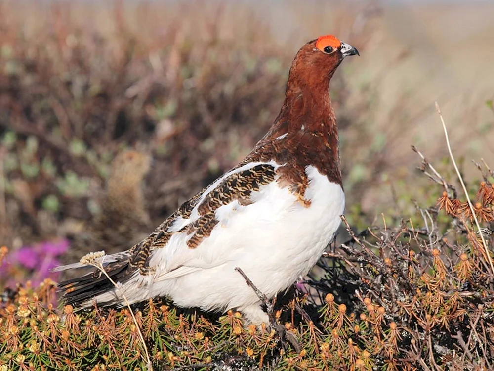 Kleines Fichtenhuhn