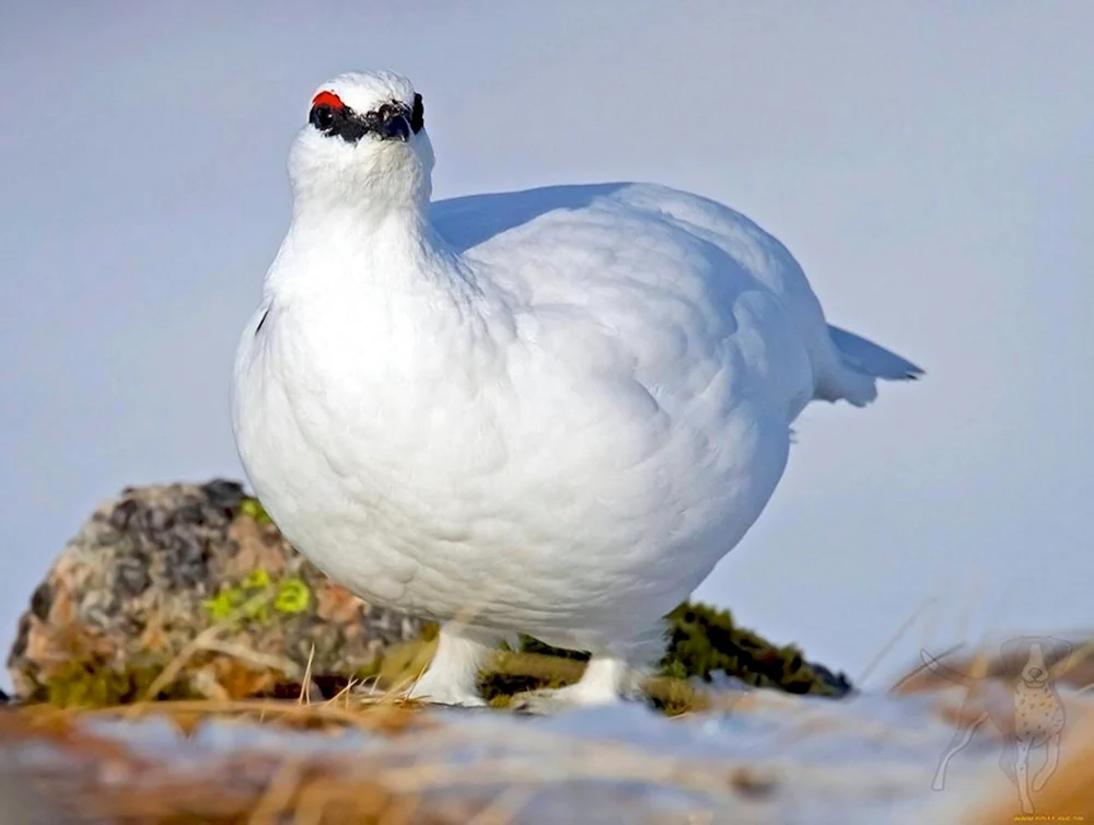 Polareule in der Tundra