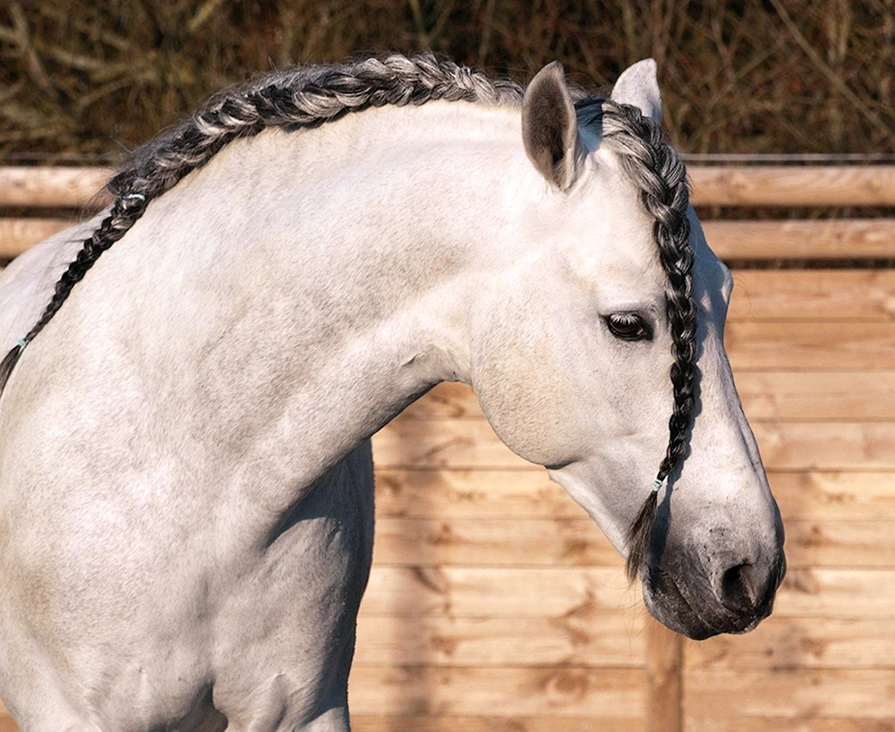 Pferd mit Zöpfen
