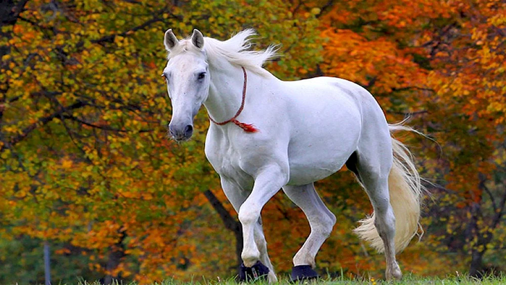 Weißes Pferd