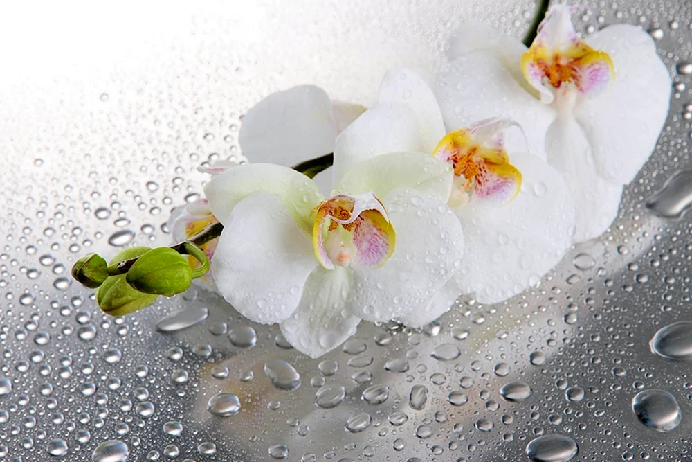 Orchid phalaenopsis