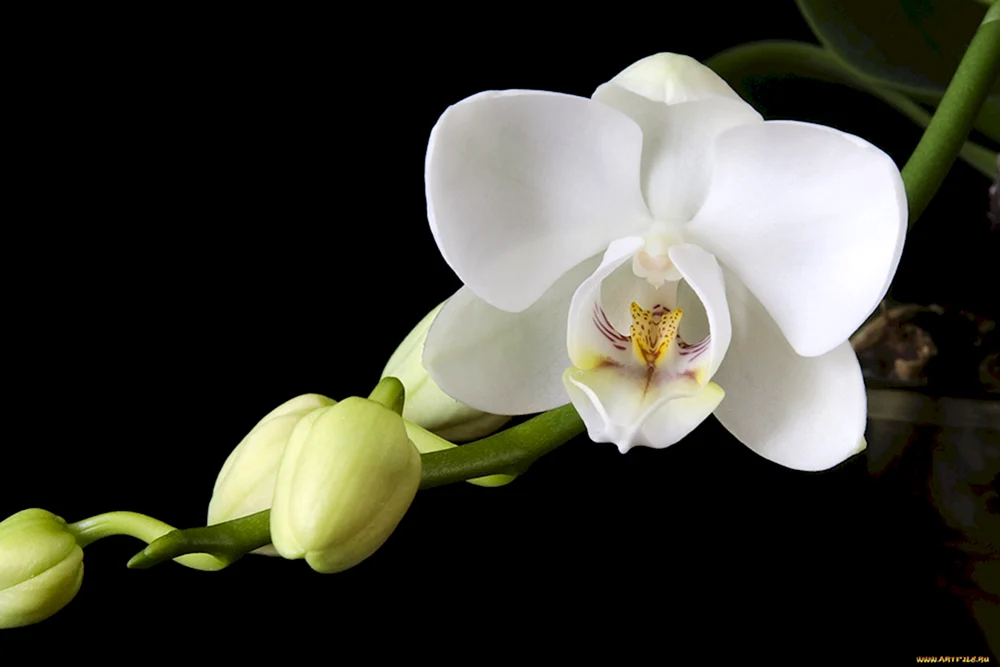 Vanilla Orchid