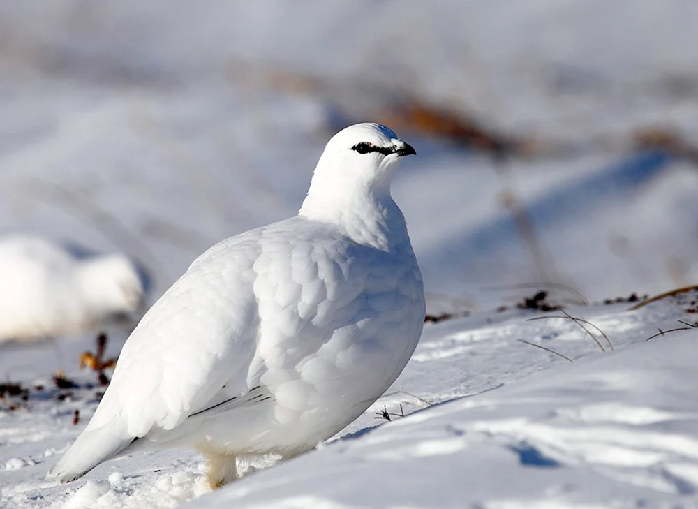 Weißes Schneehuhn lagopus lagopus