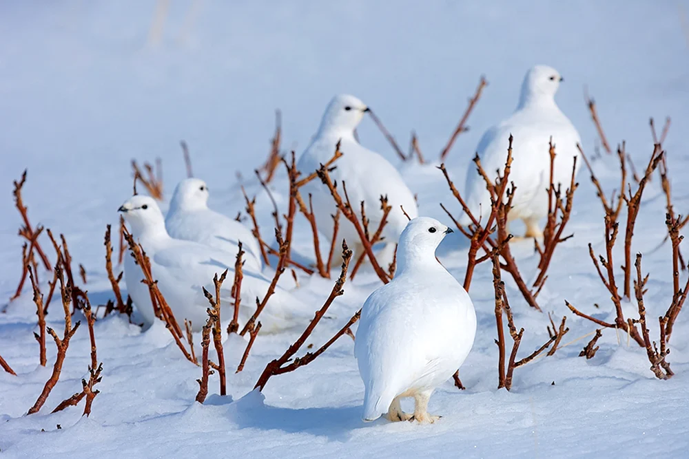 Seltene Vögel der Tundra