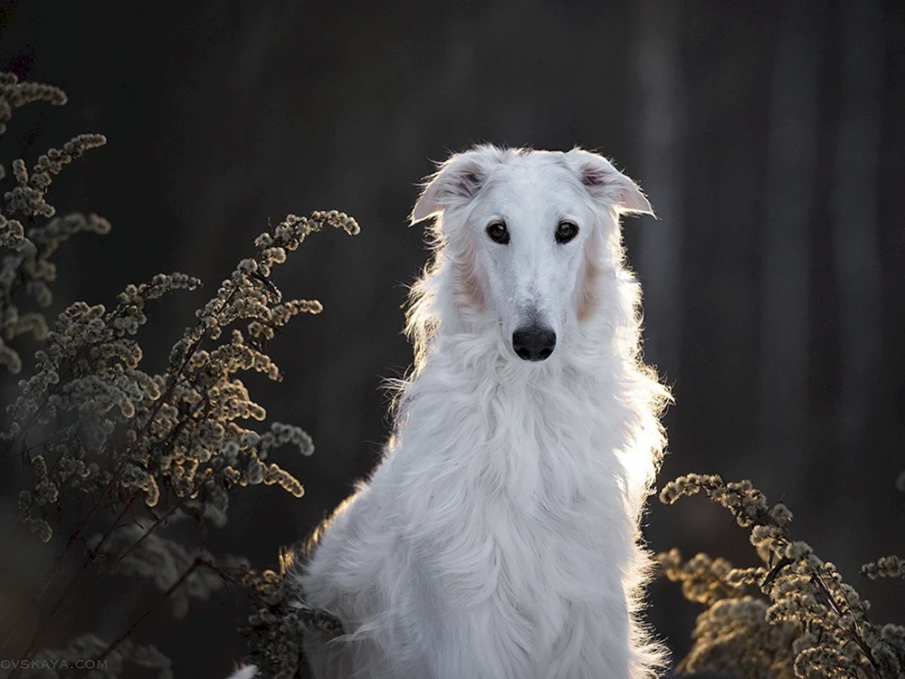Welpe Windhund Hunderasse