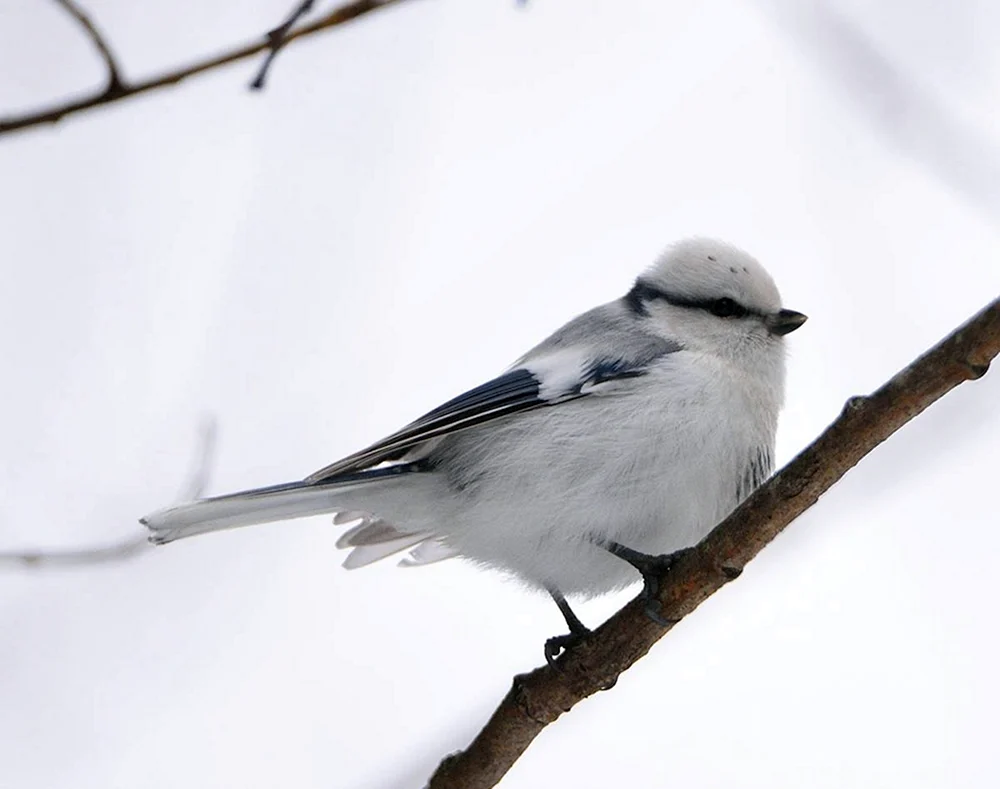 Weißer Vogel